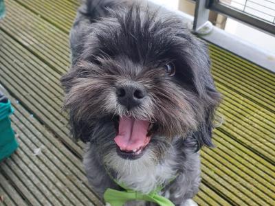 2 Lhasa Apso puppies for sale