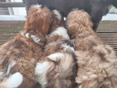 2 Lhasa Apso puppies for sale