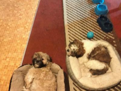 2 Lhasa Apso puppies for sale