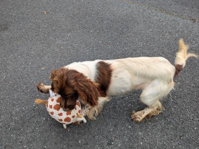 Springer Spaniel Female