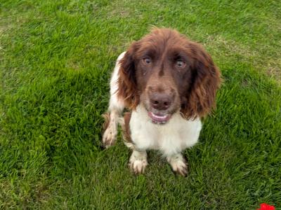 Springer Spaniel Female