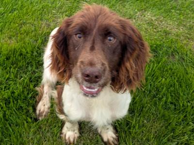 IKC Registered female Springer Spaniel puppy 13 months old in Galway
