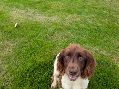 Springer Spaniel Female