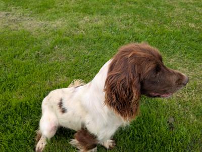 Springer Spaniel Female