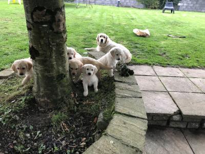 Stunning IKC Registered Golden Retriever puppies for sale in Galway