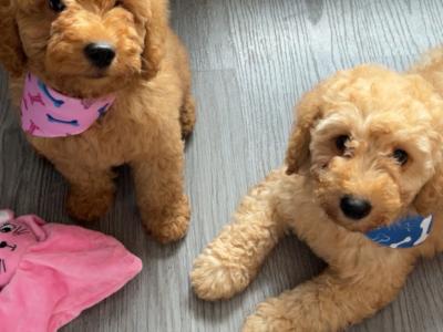 Cavapoo puppies for sale 🐾❤️