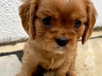 Ruby Puppies in Dublin