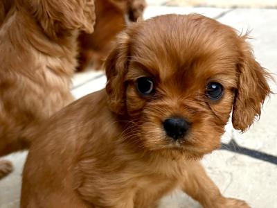 Ruby Cavalier King Charles Spaniel puppies in Dublin