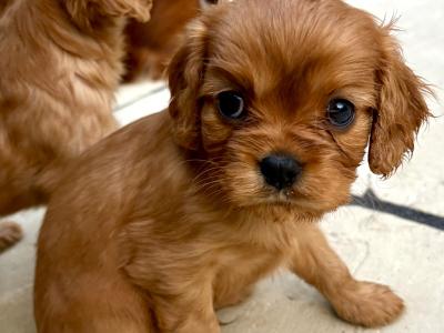Ruby Puppies in Dublin