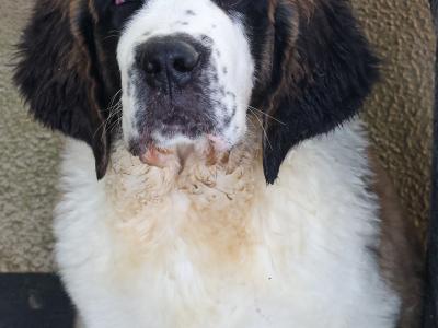 IKC Registered Long Hair St. Bernard puppies in Longford