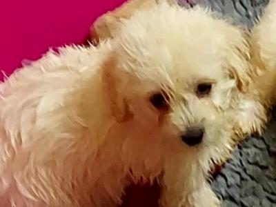 Maltipoo puppies in Longford