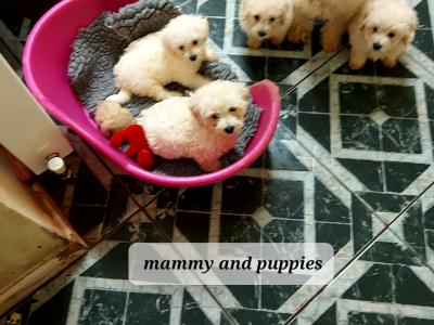 Maltipoo puppies in Longford