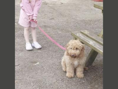Bear 🐶🐾💕