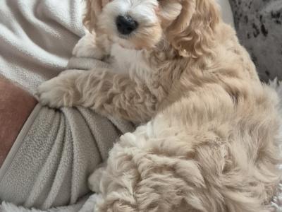 Bear 🐶🐾💕