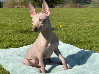 Male American Hairless Terrier puppy 9 months old in Wexford. Only one for sale in Ireland