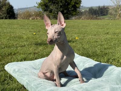 American Hairless Terrier. Only one for sale in Ireland