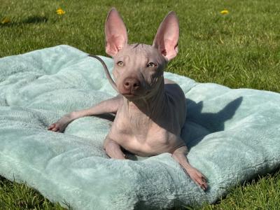 Male American Hairless Terrier puppy 9 months old in Wexford. Only one for sale in Ireland