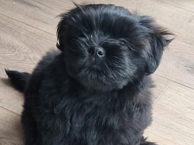 Imperial Shih Tzu puppies in Clare