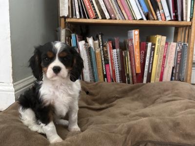 Cavalier King Charles IKC Registered puppies in Wexford