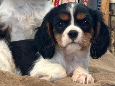 Cavalier King Charles IKC Registered puppies in Wexford
