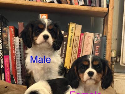 Cavalier King Charles IKC Registered puppies in Wexford