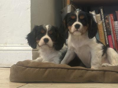 Cavalier King Charles IKC Registered puppies in Wexford