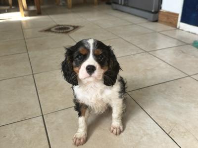 Cavalier King Charles IKC Registered puppies in Wexford