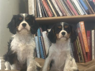 Cavalier King Charles IKC Registered puppies in Wexford