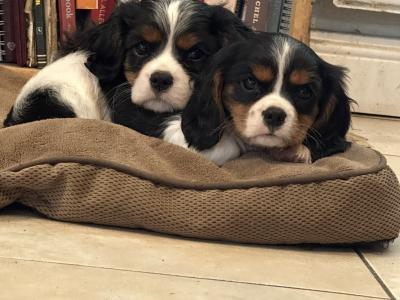 Cavalier King Charles IKC Registered puppies in Wexford