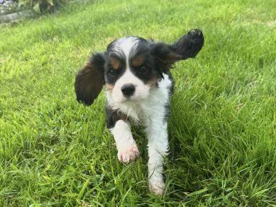 Cavalier King Charles IKC Registered puppies in Wexford
