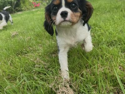 Cavalier King Charles IKC Registered puppies in Wexford