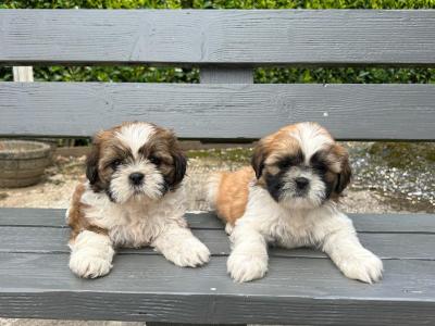 Beautiful Shih Tzu puppies in Wexford
