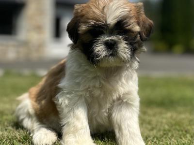 Beautiful Shih Tzu puppies in Wexford