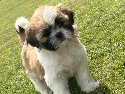 Beautiful Shih Tzu puppies in Wexford