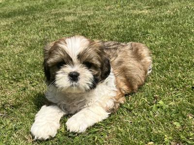 Beautiful Shih Tzu puppies in Wexford