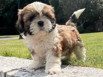 Beautiful Shih Tzu puppies in Wexford