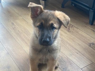 Black & Tan beautiful German Shepherd puppies in Roscommon - €1,200