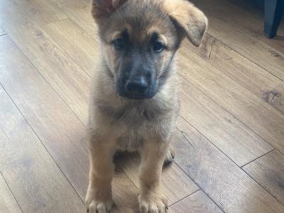 Black & Tan beautiful German Shepard pups €1,200
