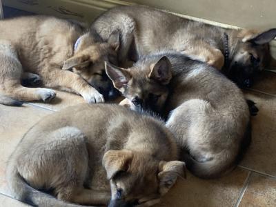 Black & Tan beautiful German Shepard pups €1,200