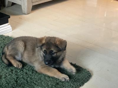 Black & Tan beautiful German Shepard pups €1,200