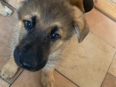Black & Tan beautiful German Shepard pups €1,200