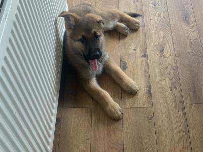 Black & Tan beautiful German Shepard pups €1,200