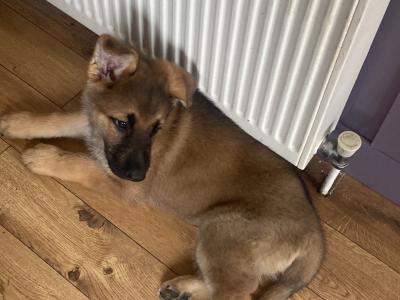 Black & Tan beautiful German Shepard pups €1,200