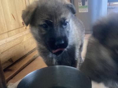 Black & Tan beautiful German Shepard pups €1,200