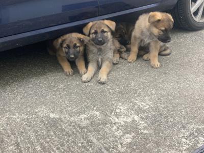 Black & Tan beautiful German Shepard pups €1,200