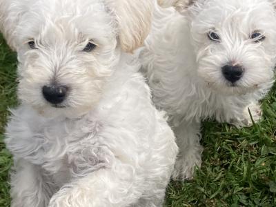 Male Westipoo puppies for sale in Wexford