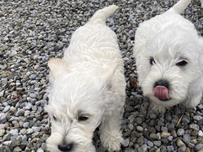 Male Westipoo puppies for sale in Wexford
