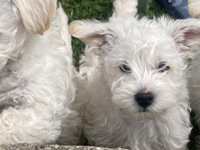Male Westipoo puppies for sale in Wexford