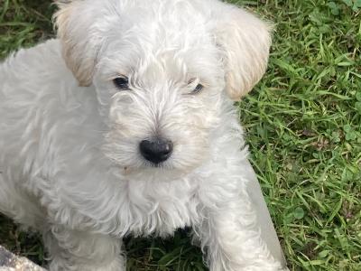 Male Westipoo puppies for sale in Wexford