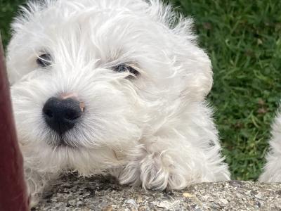 Male Westipoo puppies for sale in Wexford